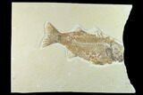 Bargain Fossil Fish (Mioplosus) - Uncommon Species #131129-1